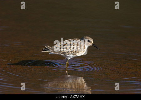 Wenigsten Strandläufer Calidris Minutilla Nahrungssuche im seichten Wasser an Holden Creek Nanaimo River Mündung im September Stockfoto