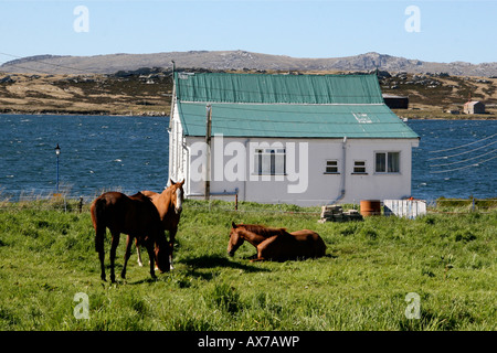 Pferde in einem Hof in Port Stanley, Falkland-Inseln Stockfoto