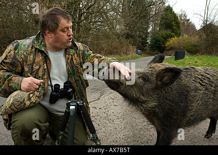 Wildschwein mit Wildlife-Enthusiasten. Forest of Dean, UK Stockfoto