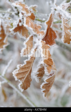 Eichenlaub Stockfoto