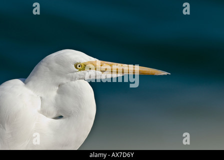 Große Silberreiher posieren für sein Bild eine Fischerei andocken.  Stock Fotografie von Cahyman. Stockfoto