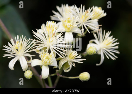 Reisenden Joy Clematis Vitalba Blumen Stockfoto