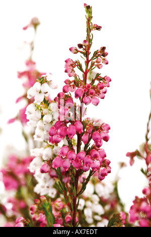 Glockenheide (Erica Tetralix) Stockfoto