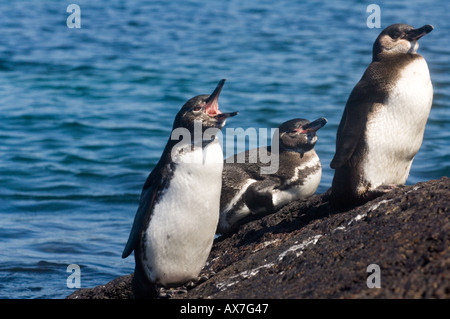 Familie von Galapagos Pinguine (Sphensicus Mendiculus) stehend auf Lava rock Elizabeth Bay, Isabela Island, Galapagos, Ecuador Stockfoto