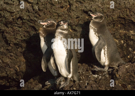 Galápagos-Pinguin (Sphensicus Mendiculus) Elizabeth Bay, Isabela Island, Galapagos, Ecuador Stockfoto