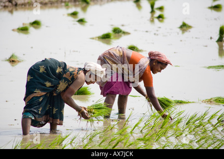 Zwei Frauen, die Pflanzen Reis Pflanzen in einem Reisfeld, Tamil Nadu, Indien Stockfoto