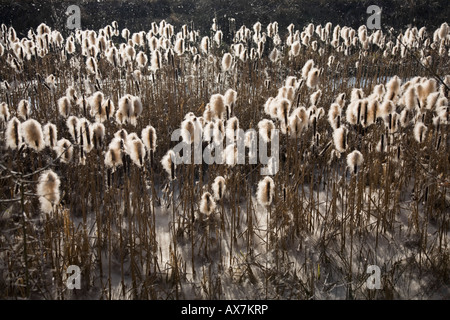 Rohrkolben in Samen im Naturreservat Heaton Mersey. Heaton Mersey, Stockport, grösseres Manchester, Vereinigtes Königreich. Stockfoto