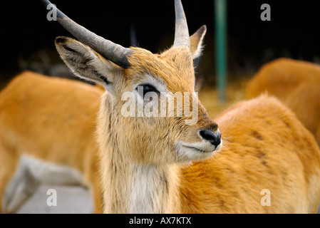 Letschwe Reh im Safaripark Umgebung Stockfoto