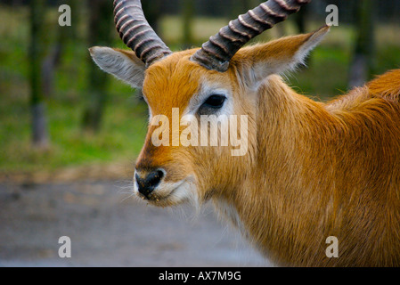 Letschwe Reh im Safaripark Umgebung Stockfoto