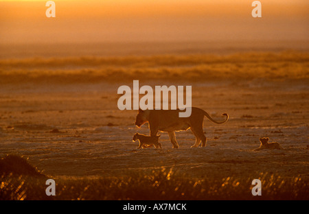 Löwin Panthera Leo mit jungen Sonnenaufgang in der Nähe von Okondeka Etosha Nationalpark Namibia Stockfoto