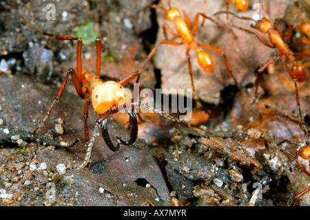 soldaten-der-armee-ameise-mit-gro-en-mandibeln-stockfotografie-alamy