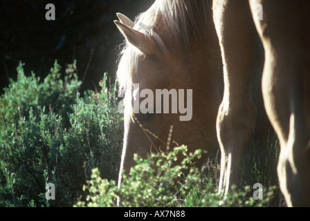 Pferd füttern in der Salbei in Oregon Stockfoto