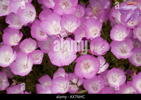 Allium schubertii Stockfoto