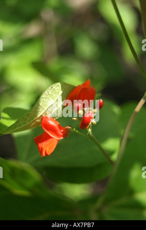 Biologisch angebauten Stangenbohnen Phaseolus ist Coccineus Grown als halb winterhart jährlichen eigentlich eine mehrjährige Pflanze aus Südamerika Stockfoto