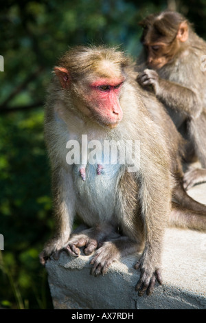 Zwei Affen sitzen auf einer Mauer durch den Straßenrand, Tamil Nadu, Indien Stockfoto