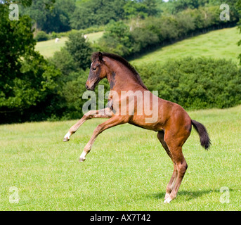 spielerische Fohlen Aufzucht in einem Feld Stockfoto