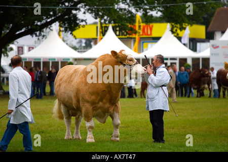 Simmentaler Bull im Royal zeigen england Stockfoto