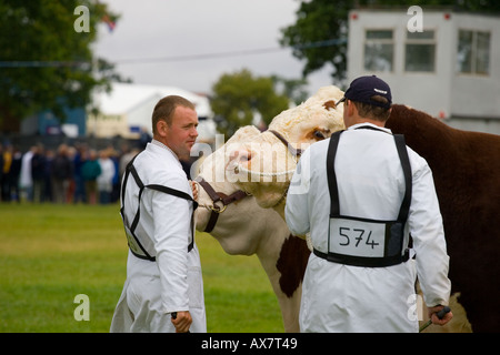 Hereford-Rinder angezeigt wird im Royal agricultural show, England. Stockfoto