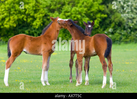 Fohlen in einem Feld zusammen Stockfoto