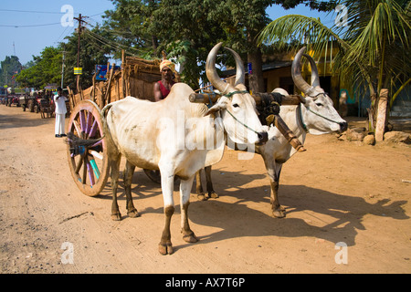 Zwei Ochsen ziehen einen alten Holzkarren in der Straße, Tamil Nadu, Indien Stockfoto