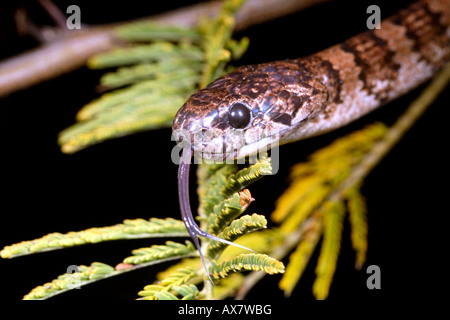 Schnecken Essen Schlange (Dipsas Oreas) aus den ecuadorianischen Anden Stockfoto