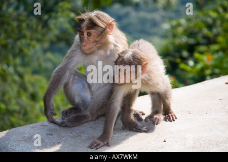 Mutter und Baby Affen sitzen auf einer Mauer durch den Straßenrand, Tamil Nadu, Indien Stockfoto