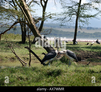 Eine Gruppe von Marabu Störche Leptoptilos Crumeniferus saß eine der Basis eines Baumes in Nakuru Nationalpark Stockfoto