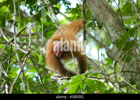 Roter Uakari Affen Cacajao Calvus Ucayalii juvenile WILD Stockfoto