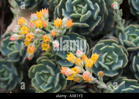 Haus Lauch Blumen Sempervivum sp. Stockfoto