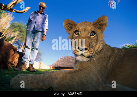 Junge Löwen Matata und eine Frau unter blauem Himmel, Okonjima, Namibia, Afrika Stockfoto