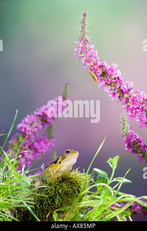 Gemeinsamen Frosch Rana Temporaria Heuschrecke nehmen Stockfoto