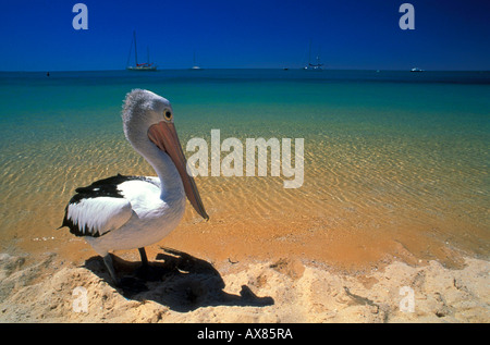 Pelikan am Strand in der Sonne, Shark Bay, Monkey Mia, Western Australia, Australia Stockfoto