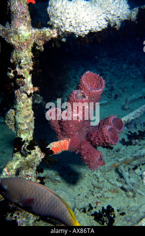 Ägypten Rotes Meer-Besiedlung der WW2 Wrack der Thistlegorm durch Rohr Schwamm Siphonocalina vor Taucher Schaden Stockfoto