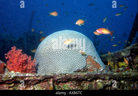 Ägypten Rotes Meer-Besiedlung der WW2 Wrack der Thistlegorm durch Hirnkoralle Platygira sp Stockfoto