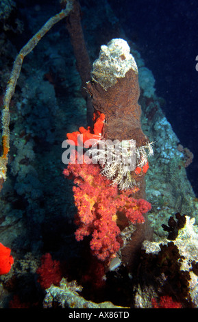 Ägypten Rotes Meer-Besiedlung der WW2 Wrack der Thistlegorm von Schwämmen und Korallen vor Taucher Schaden Stockfoto