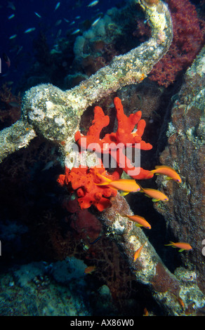 Ägypten Rotes Meer-Besiedlung der WW2 Wrack der Thistlegorm von Red sponge Spongiara vor Taucher Schaden Stockfoto