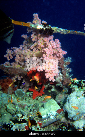 Ägypten Rotes Meer-Besiedlung der WW2 Wrack der Thistlegorm von Schwämmen und Korallen Stockfoto