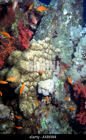 Ägypten Rotes Meer-Besiedlung der WW2 Wrack der Thistlegorm von Schwämmen und Korallen Stockfoto