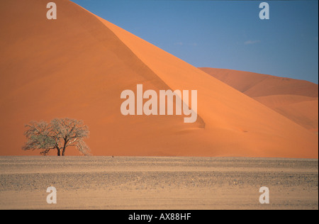 Düne 45, Sanddünen am Sesriem, Namib Wüste, Sossusvlei, Namib-Naukluft-Nationalpark, Namibia Stockfoto