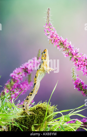 Gemeinsamen Frosch Rana Temporaria in Teich UK Stockfotografie Alamy