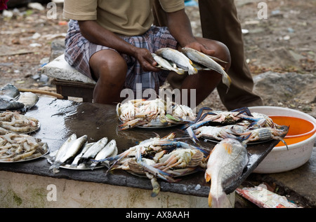 Fischhändler mit Anzeige von fangfrischem Fisch auf Fischmarkt unter freiem Himmel auf dem Kai Fort Kochi Beach Cochin Kerala Süd-Indien Stockfoto