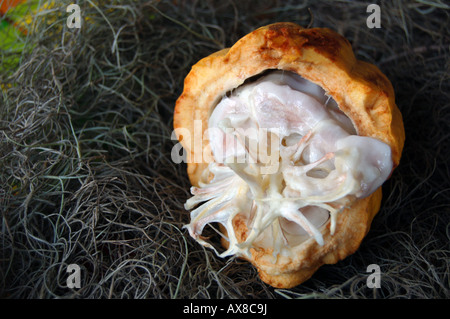 Kakao Samen und Fruchtfleisch im offenen Kakao-pod Stockfoto