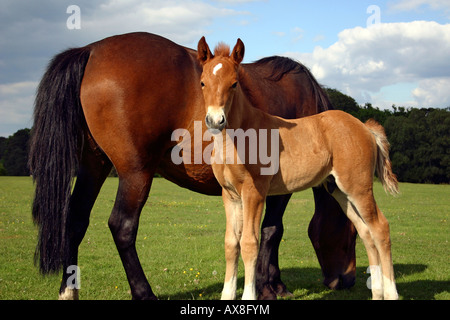 New Forest Pony und Fohlen, Brockenhurst, New Forest National Park Stockfoto