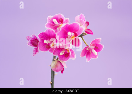 Porträt der tiefrosa Moth Orchid (Phalaenopsis) Blumen im Frühling Stockfoto