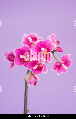 Porträt der tiefrosa Moth Orchid (Phalaenopsis) Blumen im Frühling Stockfoto