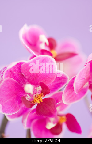 Porträt der tiefrosa Moth Orchid (Phalaenopsis) Blumen im Frühling Stockfoto