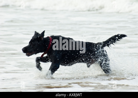 Ein schwarzer Hund läuft durch die Brandung an einem Strand in Schottland Stockfoto