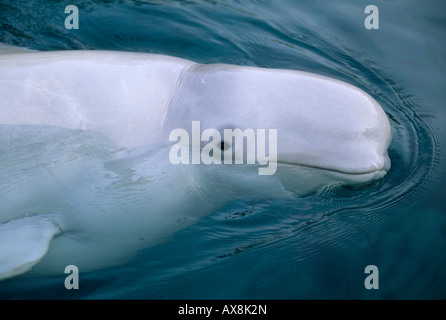 Beluga Wal (Delphinapterus Leucas) gefangen Vancouver Aquarium Stockfoto