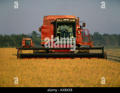 REIS ERNTE MIT FALL INTERNATIONALE 1680 MISSISSIPPI Stockfoto