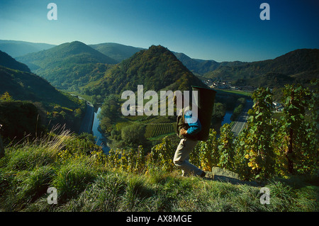 Vintage im Ahrtal in der Nähe von Mayschoss, Eifel, Rheinland Pfalz Deutschland Stockfoto